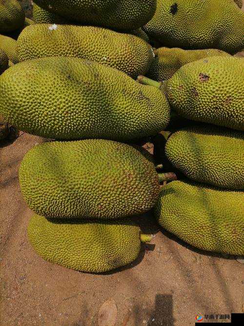 亚精产品一三三菠萝蜜：香甜可口的水果佳品