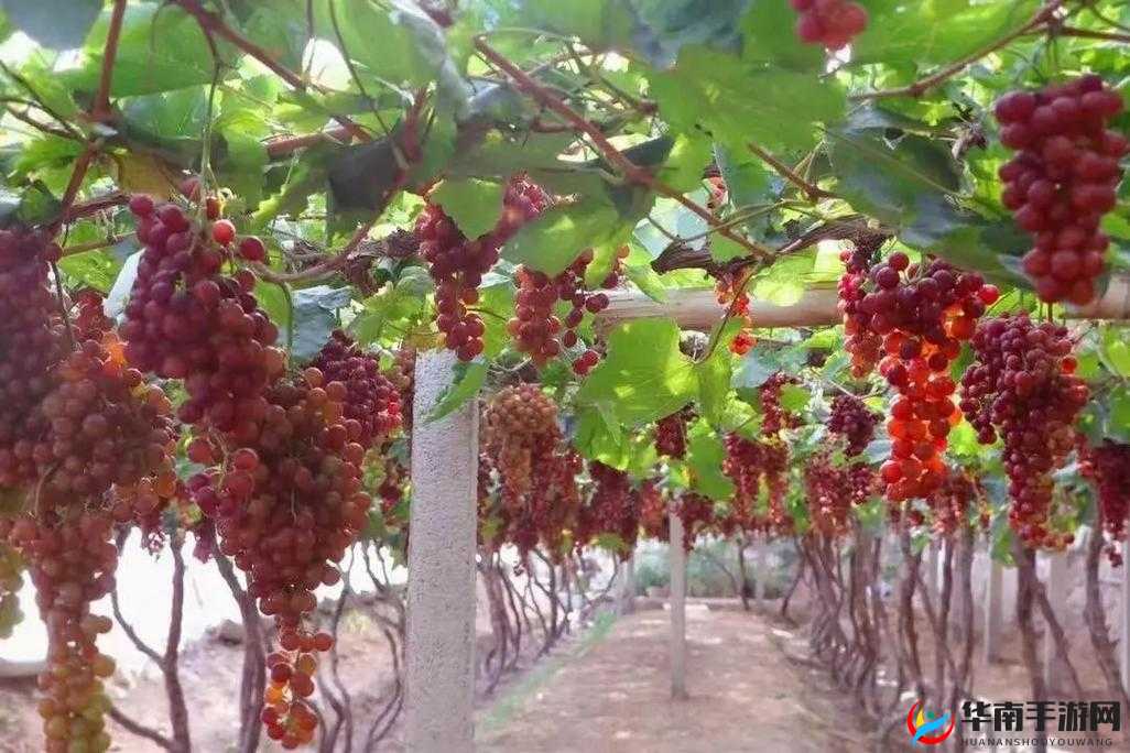 葡萄不准掉出来晚上检查：重要任务