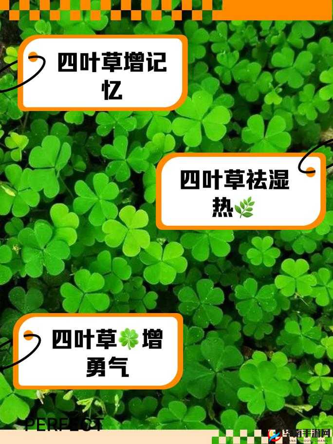 四叶草秘密研究所人口：探寻其中奥秘