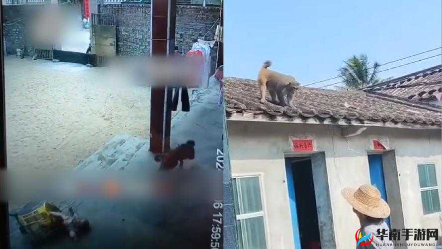 二人生猴子全程不盖被子：探索奇妙之旅