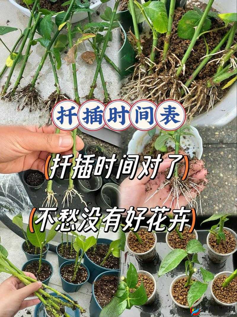日本 72 种扦插方式：解锁园艺技巧新境界