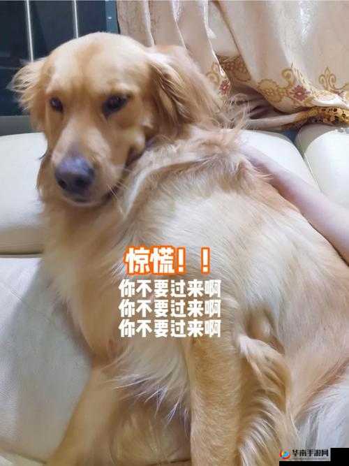 婆与我的狗老公相处之道