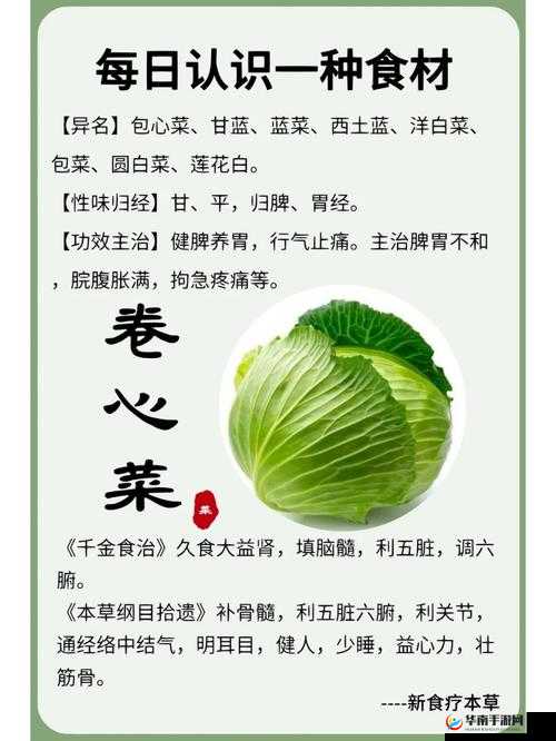 一小时人生：寻找卷心菜之旅