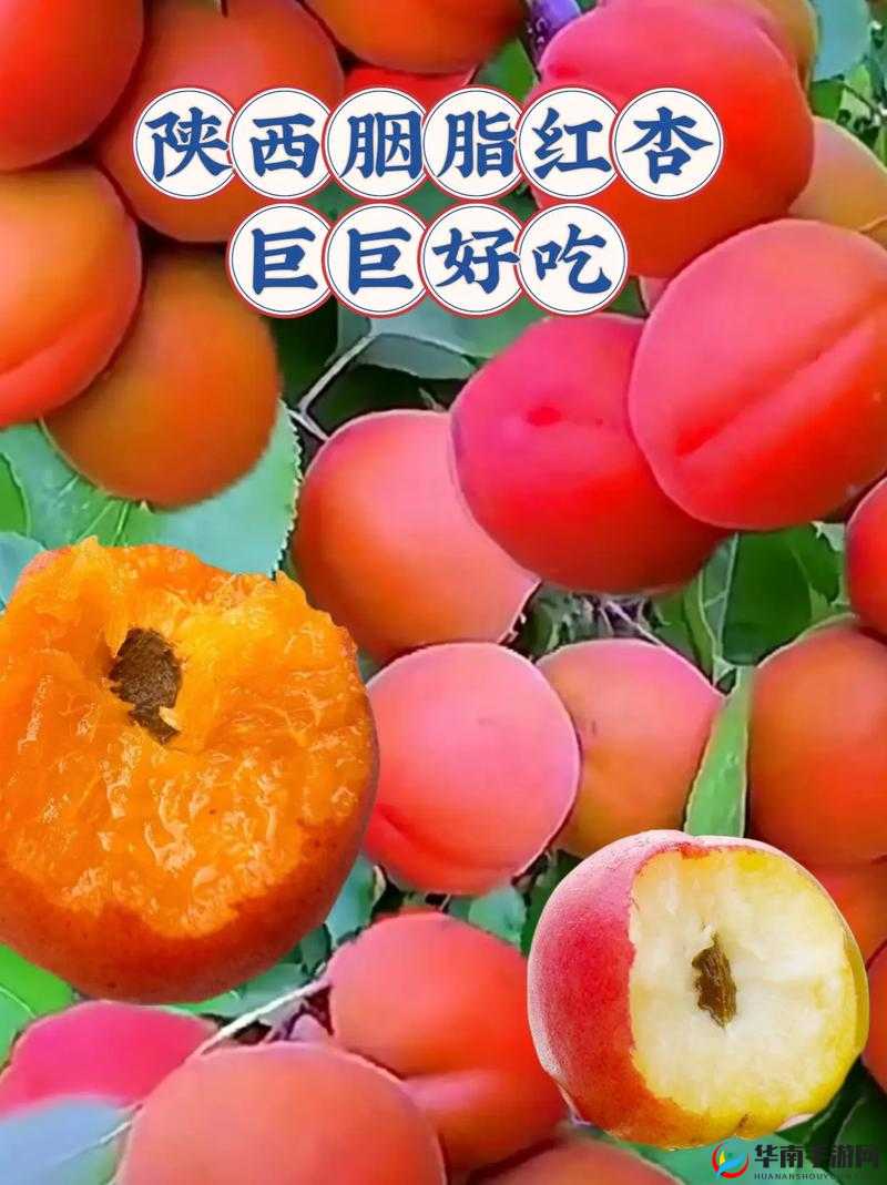 红杏直播：精彩内容等你来