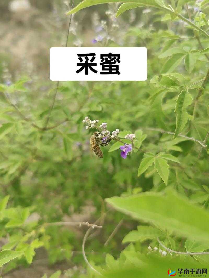 采蜜 1V.1H：探索甜蜜的私密之旅
