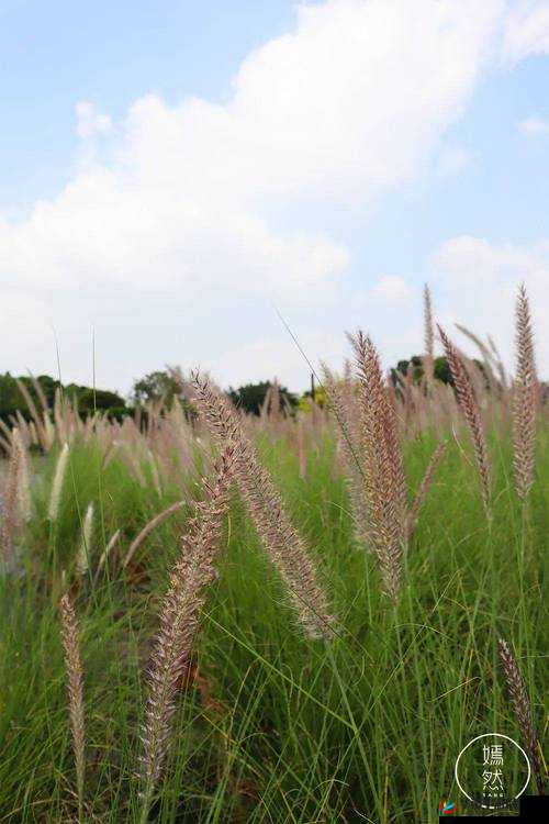 小草永久发 18 禁地布地扯：一片生机勃勃的绿色世界