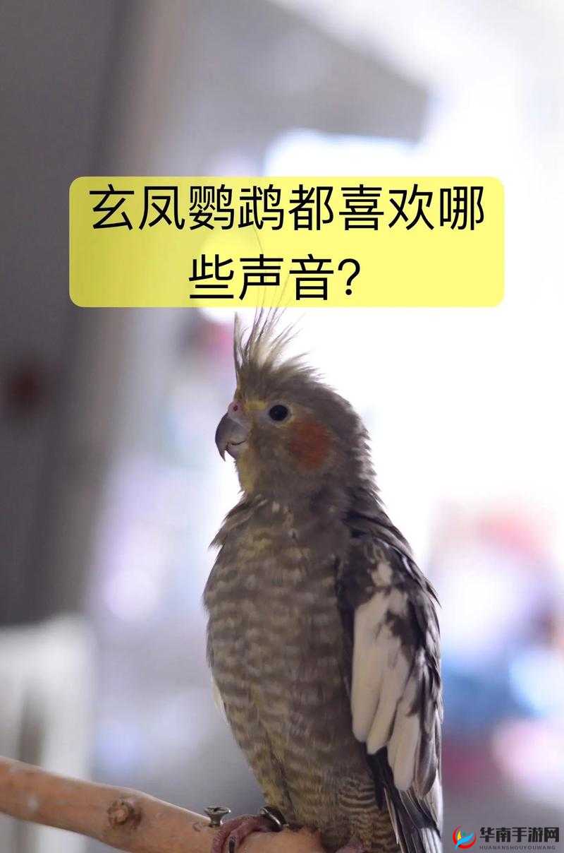 妄想山海：北华念与鹦鹉，谁才是最佳伙伴？全面对比解析