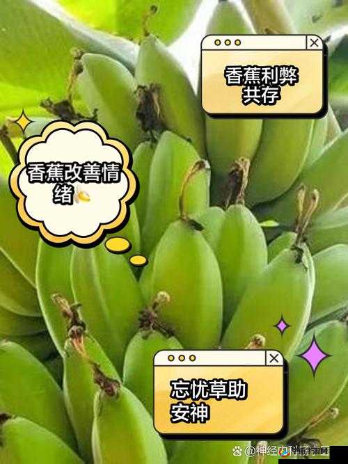 香蕉忘忧草对焦虑的影响：探究与分析