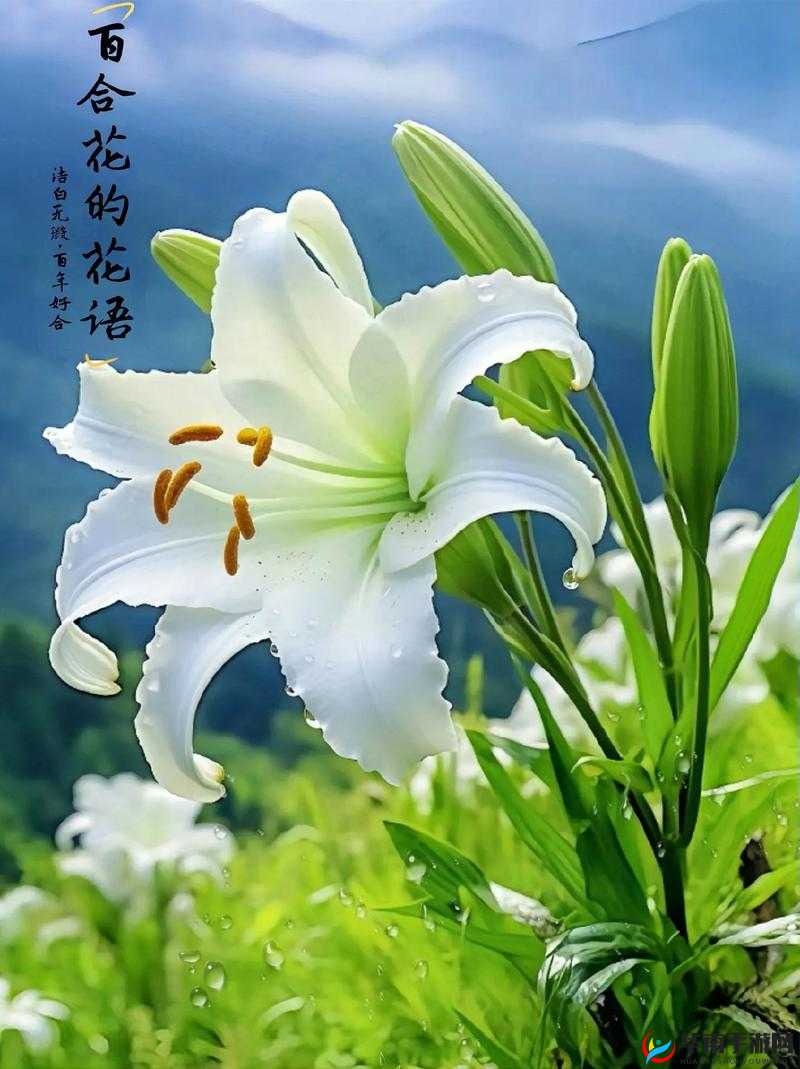 深夜成人 网站百合：无尽的情感纠葛
