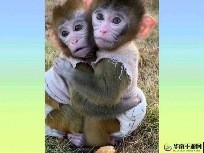 两只猴子可以成为夫妻吗：探究动物情感世界