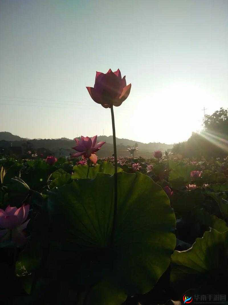 女子半夜莲花开怎么办：私密问题解惑