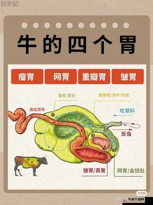 牛百叶是牛的什么部位：探秘食材真相