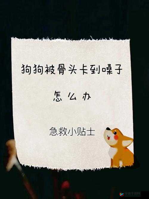 狗狗卡住了怎么回事？原因分析及解决办法