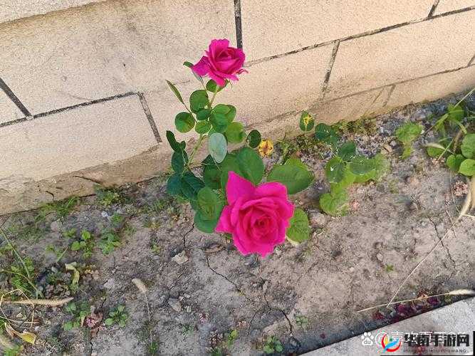 活侠传武学沾花指习练指南：掌握沾花指的修炼秘诀与攻略全解