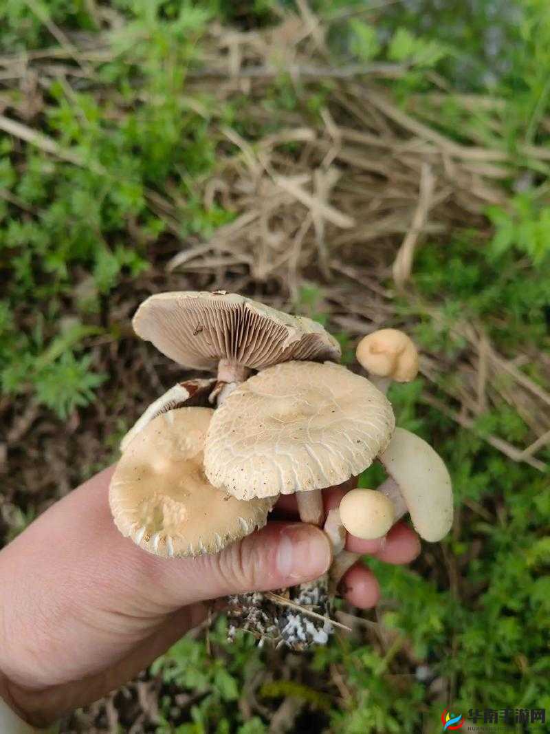 广州一家吃蘑菇后续怎么样了：结果令人震惊
