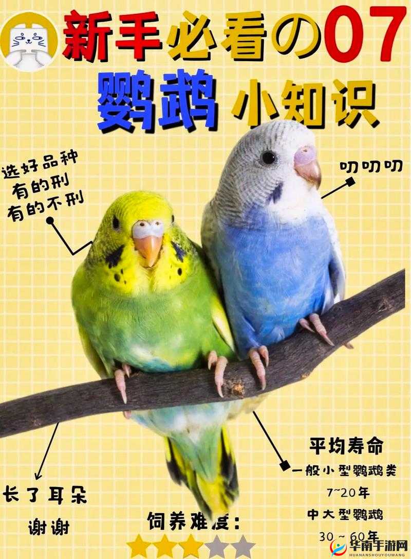 我的世界鹦鹉驯服攻略：掌握鹦鹉驯服方法与技巧