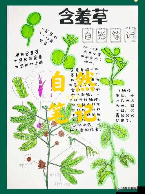 含羞草的秘密：探索它的性特征和生殖方式