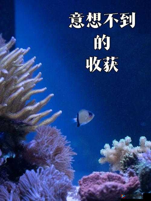 西方 37 大但免费：带来意想不到的惊喜与收获