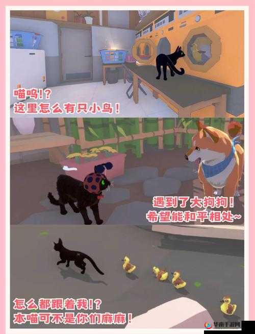 小猫咪大城市浣熊任务怎么做：探索神秘城市的奇妙冒险