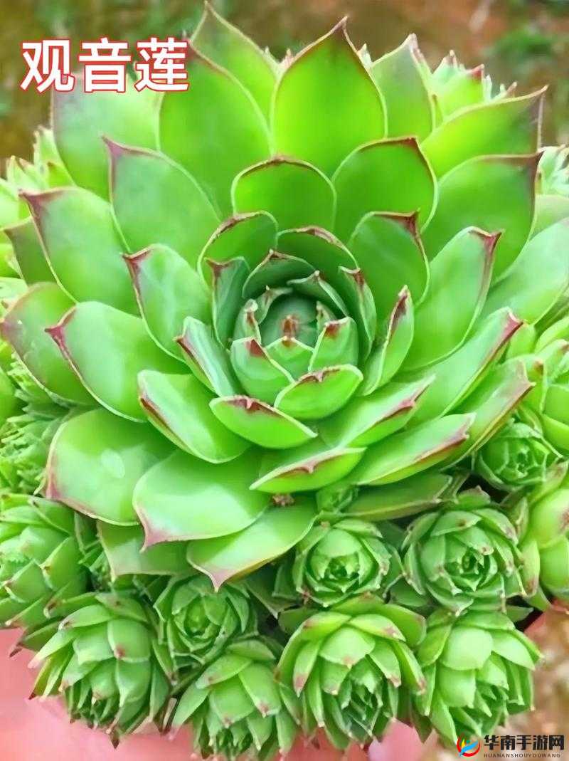 肉观音莲：美丽多肉植物中的独特存在与养护要点