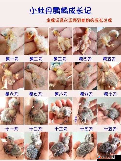 雏鸟幼儿张婉莹成长日记：童真与成长的交织