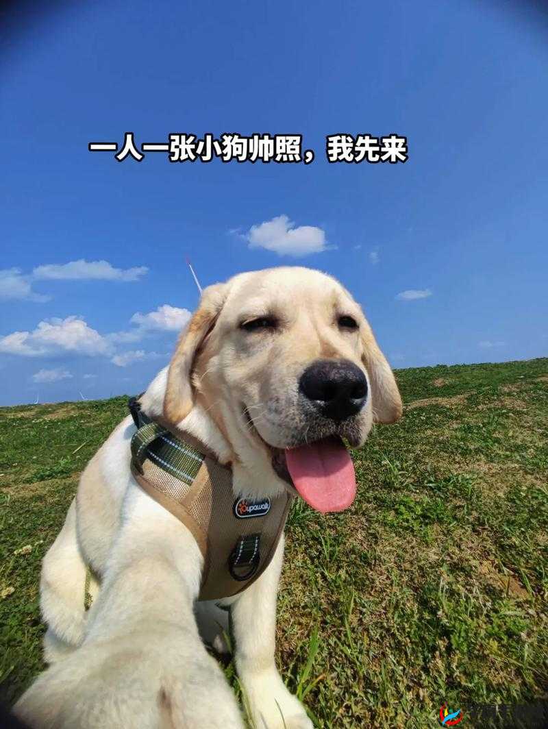 一人一狗卡了六个小时视频引发的思考及后续影响