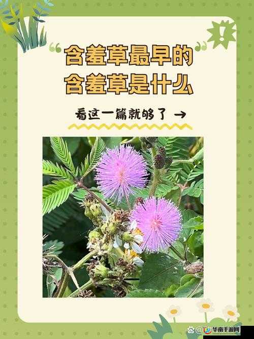 含羞草 M 码和欧洲码的区别是什么：尺寸、材质、适用场景各不同