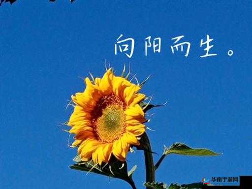 一只手刚好能握住的美好事物究竟是什么