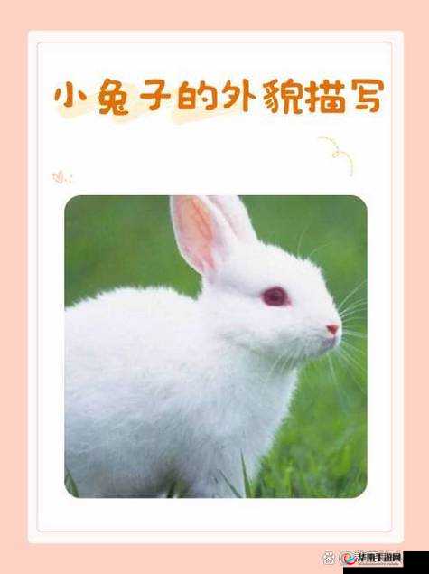 尺寸 1v1 长耳朵的兔子：萌宠的奇妙世界