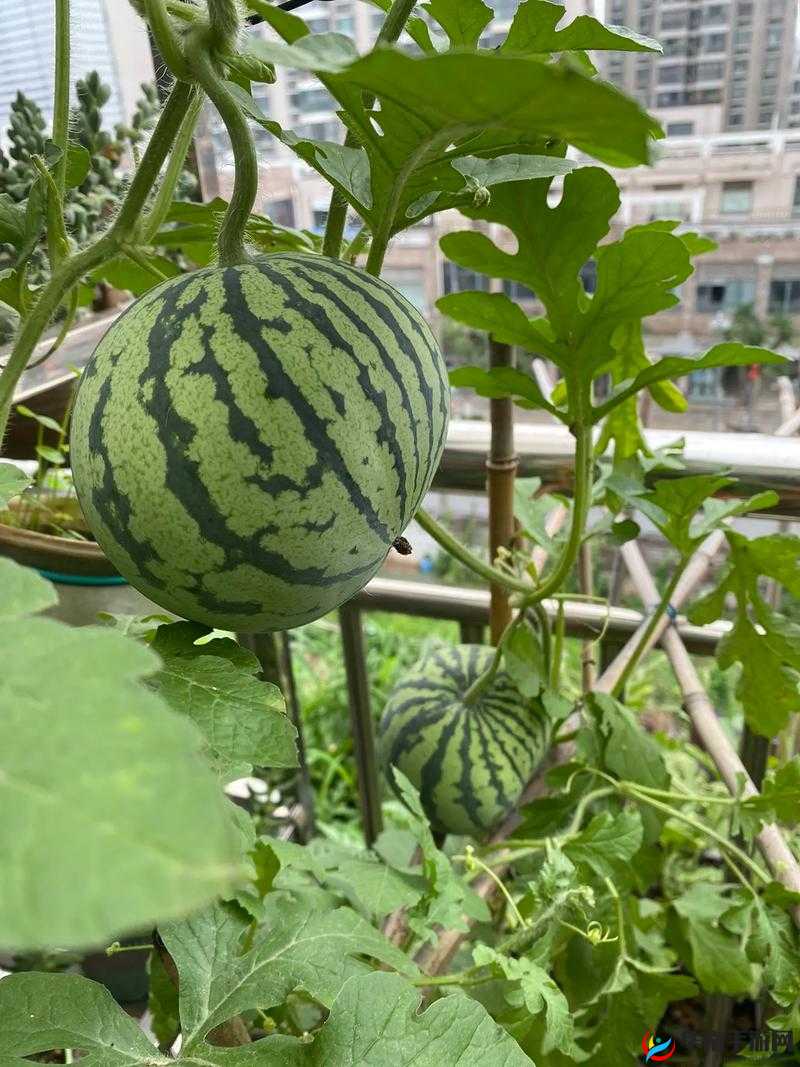 51 热门今日吃瓜反差婊：深度揭秘背后不为人知的故事