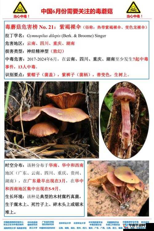精产国品一二三产区蘑菇视频：探索蘑菇的奥秘