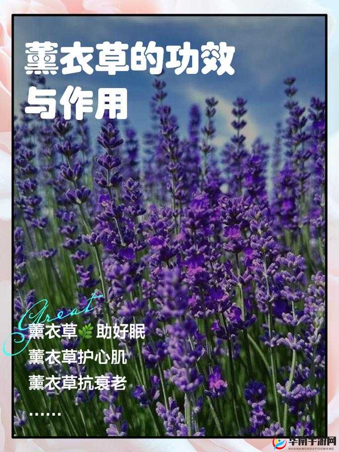 薰衣草研究所 APP：探索薰衣草的奥秘与应用