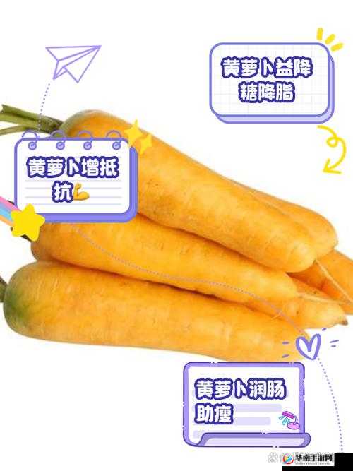 萝卜又叫黄 9·1：探究其名称背后的奥秘