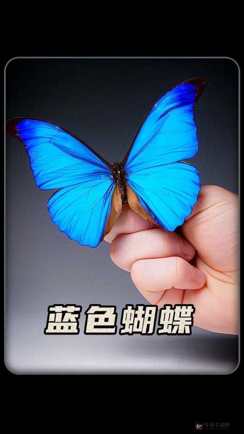 蝴蝶视频传媒广告：带你领略精彩视频世界