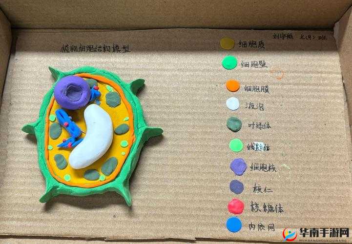我成了生物课的教具篇 1：奇妙的课堂体验与探索