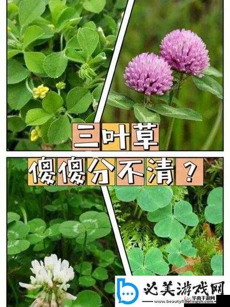 成品人和精品人的区别四叶草心态决定高度：探索人生境界的关键要素