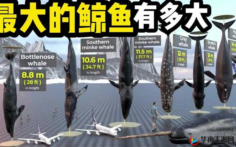 姐妹们遇见过最大的有多大：鲸鱼的故事