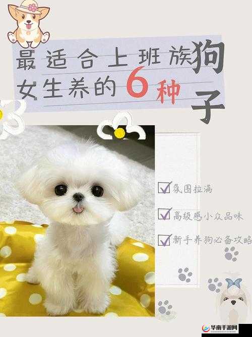 哪种狗最适合女人自己用且能带来诸多陪伴与欢乐呢