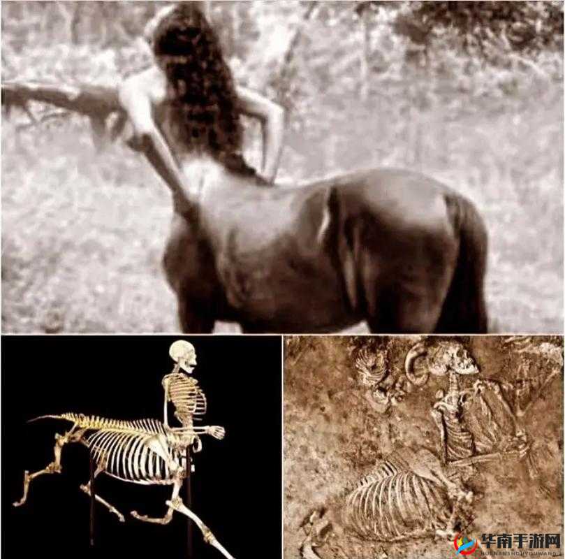 神秘的人马兽：传说中的生物还是未知的谜团？