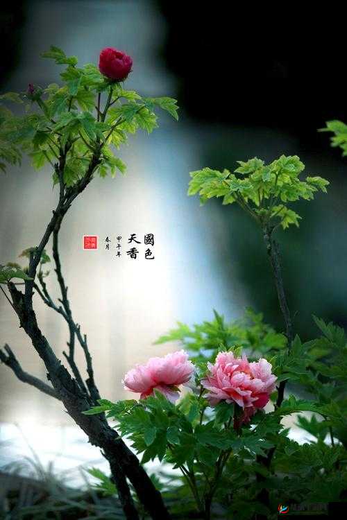 国色天香图册春意盎然：展现春日繁花似锦之美