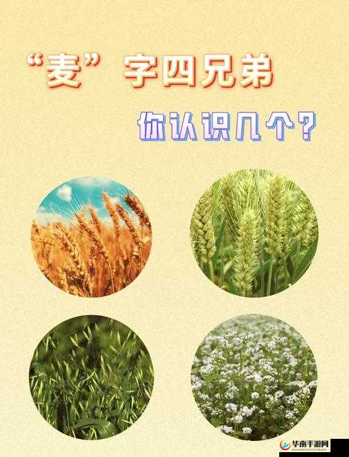 韩国朋友家的麦子：关于它的生长故事与丰收喜悦
