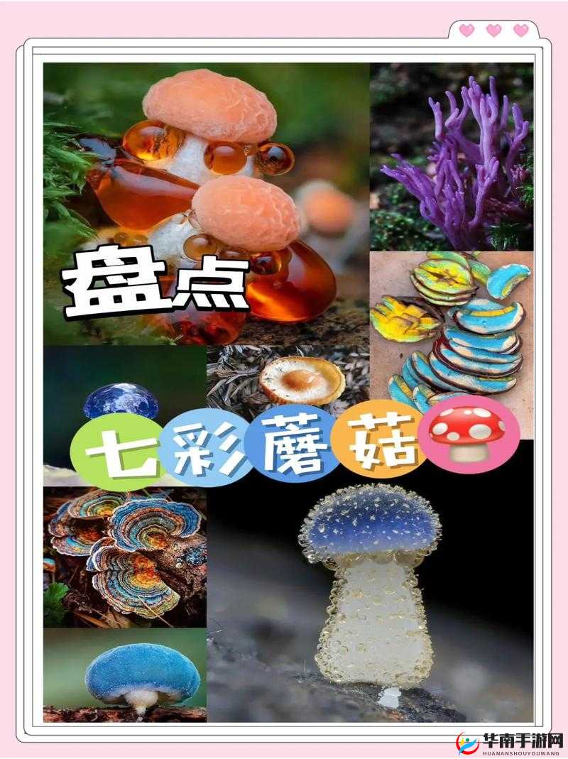 黑暗与光明混合蘑菇究竟如何获取？又隐藏着哪些惊人利用价值？