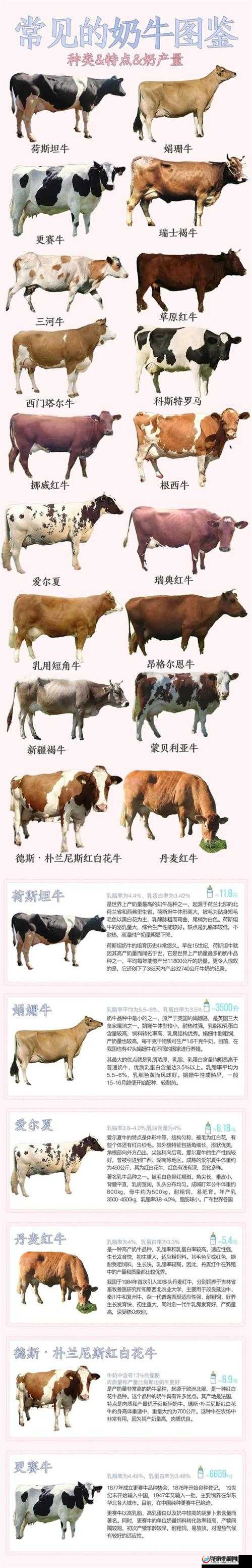 什么是奶牛（NPH）？带你了解奶牛（NPH）的真正含义与相关信息